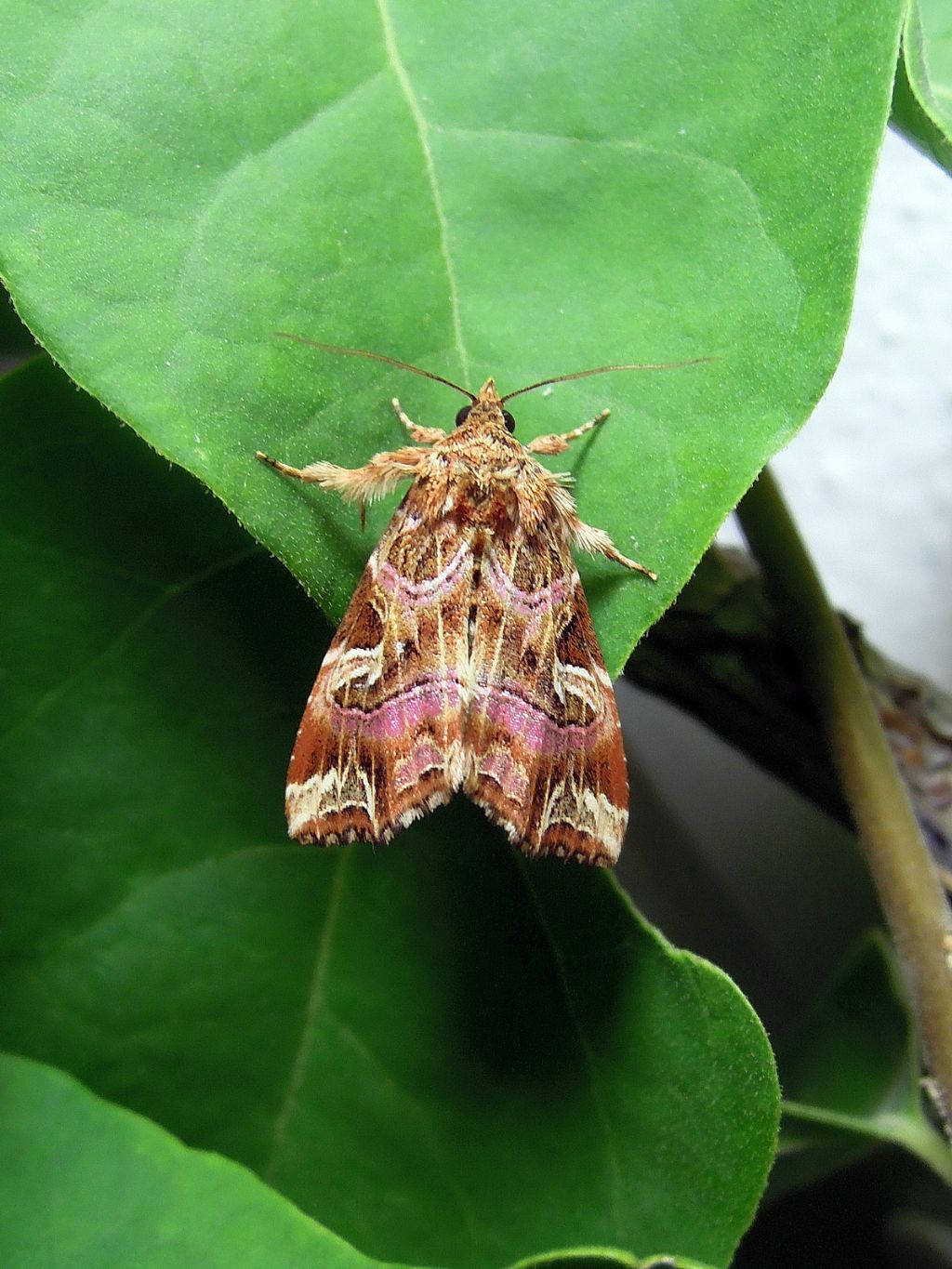 Callopistria juventina